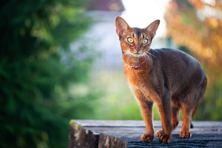 Hình ảnh về mèo Abyssinian khỏe mạnh