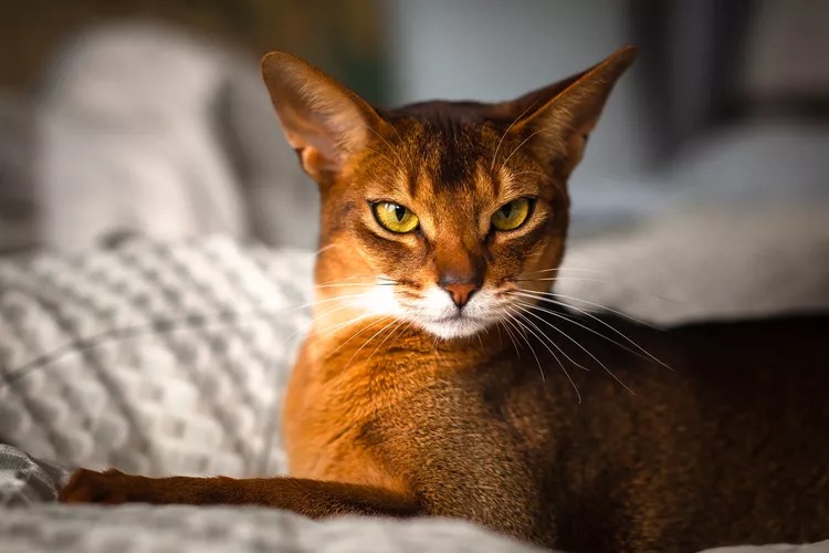 Mèo Abyssinian