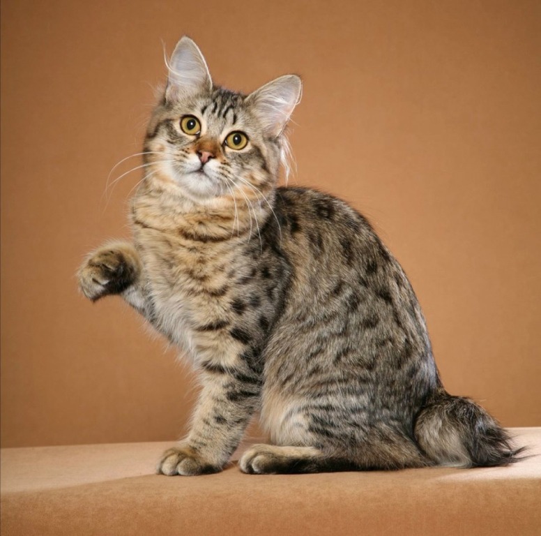 Ngoại hình về mèo American Bobtail