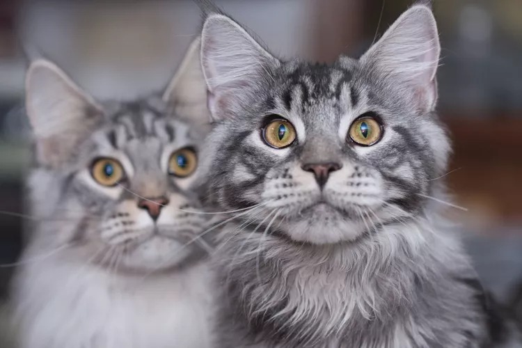 Mèo lông dài Mỹ (Mèo Maine Coon)