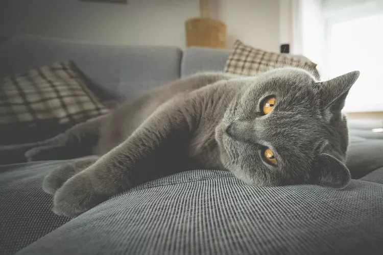 Mèo lông ngắn Anh (British Shorthair)