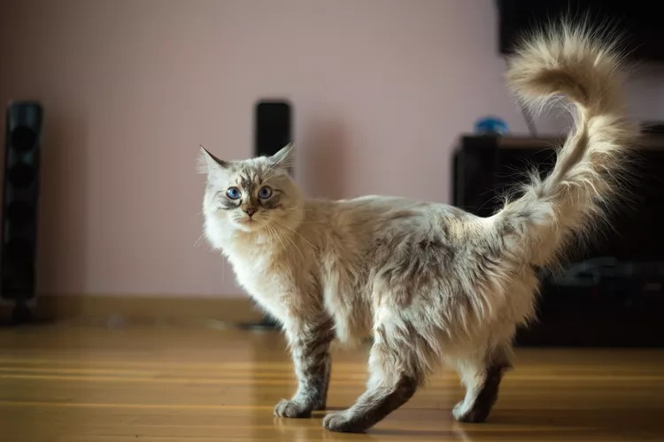 Mèo Ragdoll 