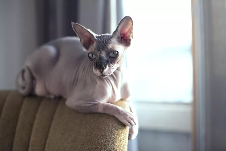 Mèo Sphynx