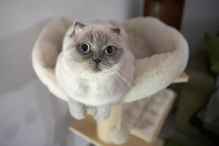 Mèo Tai Cụp (Scottish Fold)