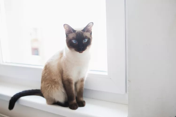 Mèo Xiêm (Siamese)