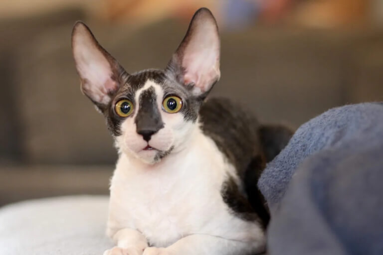 mèo Cornish Rex