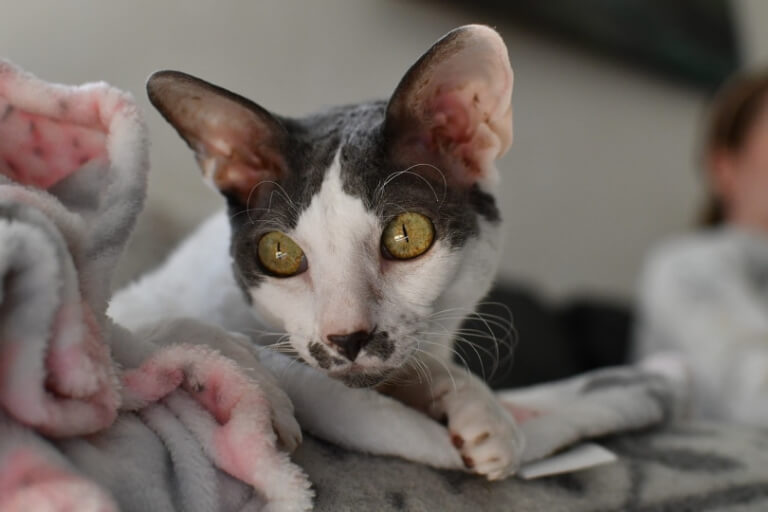 mèo Cornish Rex