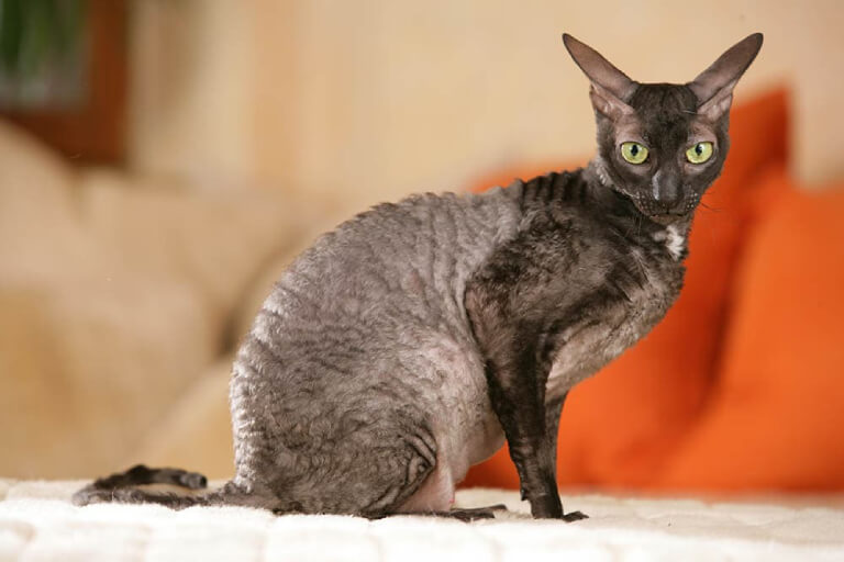 mèo Cornish Rex