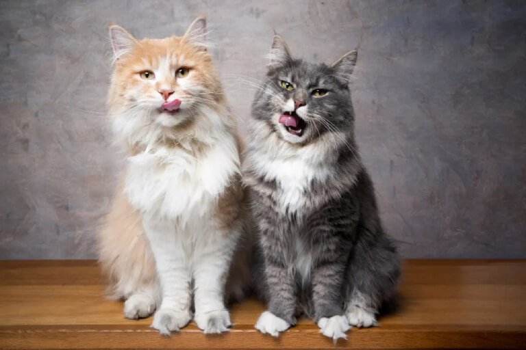 mèo Maine Coon