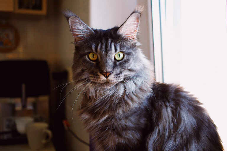 mèo Maine Coon